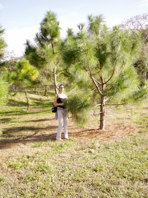 Pinus elliottii