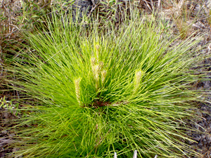 Pinus elliottii