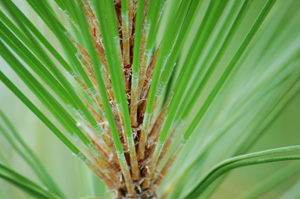 Pinus elliottii