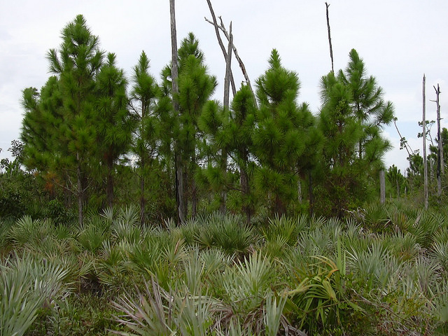 Pinus elliottii