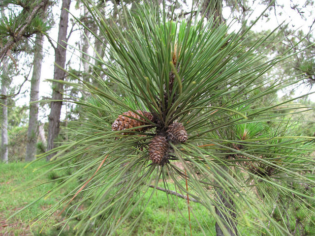 Pinus elliottii