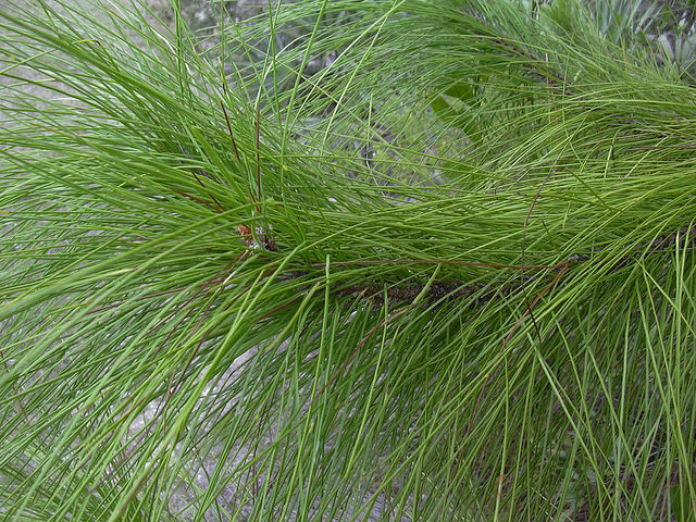 Pinus elliottii