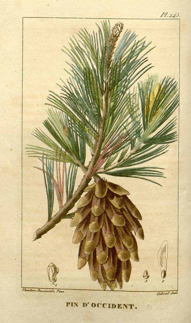 Pinus occidentalis