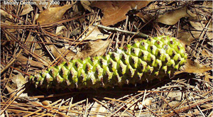 Pinus palustris