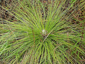 Pinus palustris