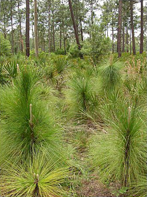 Pinus palustris