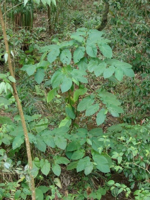 Piper auritum