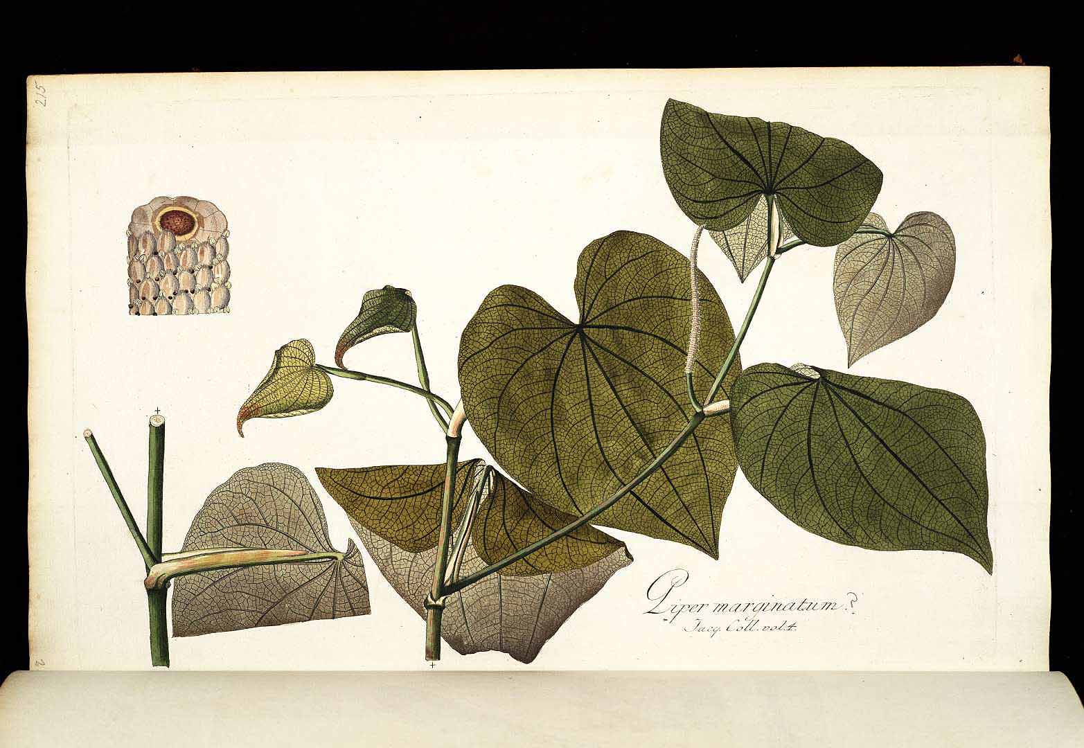 Piper marginatum