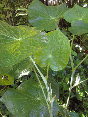 Piper umbellatum