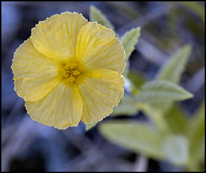 Piriqueta cistoides