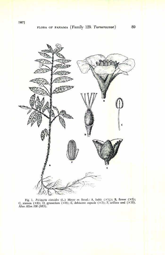 Piriqueta cistoides