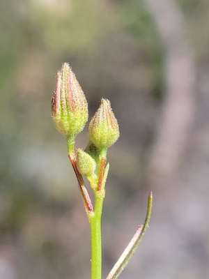 Piriqueta cistoides