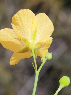 Piriqueta cistoides