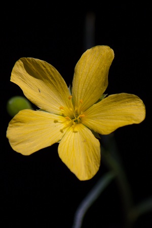 Piriqueta cistoides