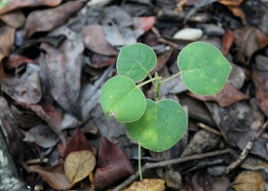 Piscidia piscipula