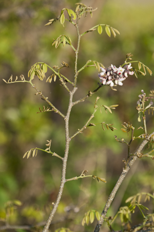 Piscidia piscipula