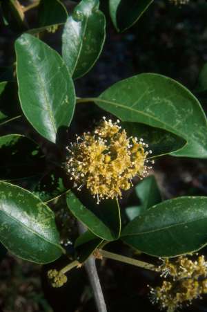 Pisonia aculeata