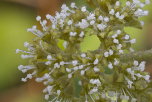 Pisonia aculeata