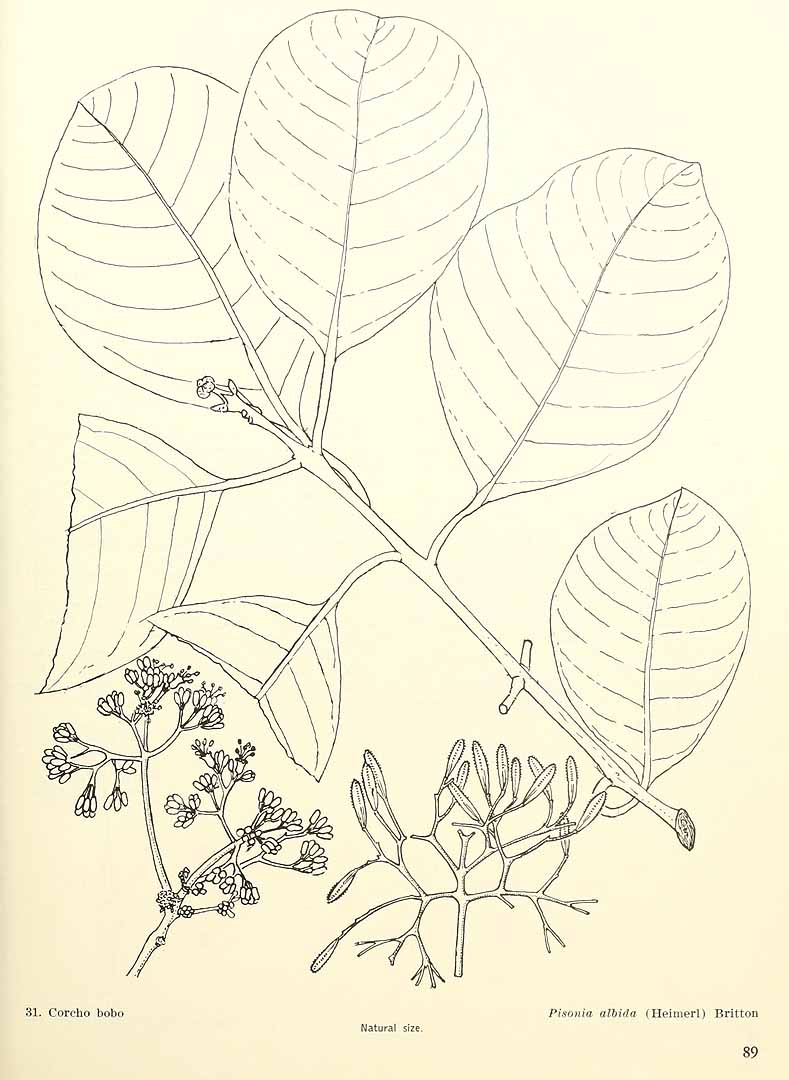 Pisonia albida