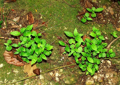 Pisonia horneae
