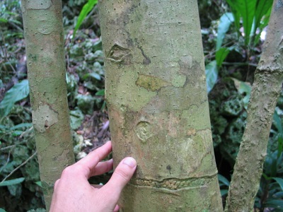 Pisonia horneae