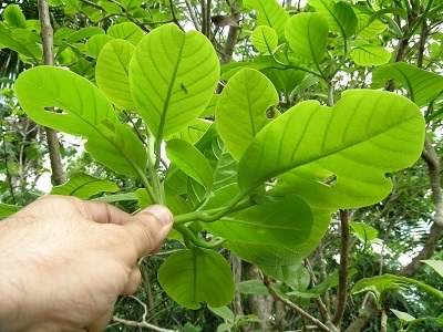 Pisonia roqueae