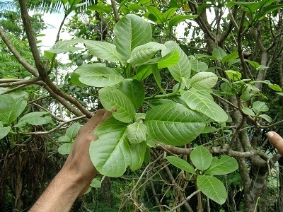 Pisonia roqueae