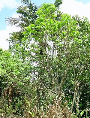 Pisonia roqueae