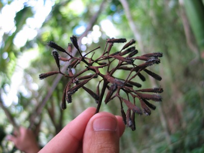 Pisonia roqueae