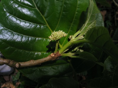 Pisonia roqueae