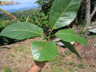 Pisonia roqueae