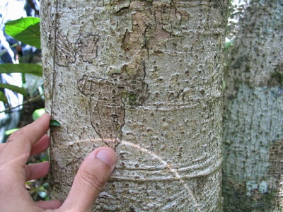 Pisonia roqueae