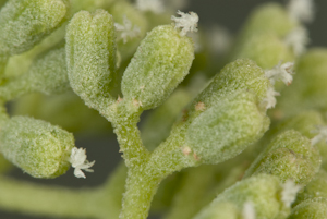 Pisonia rotundata