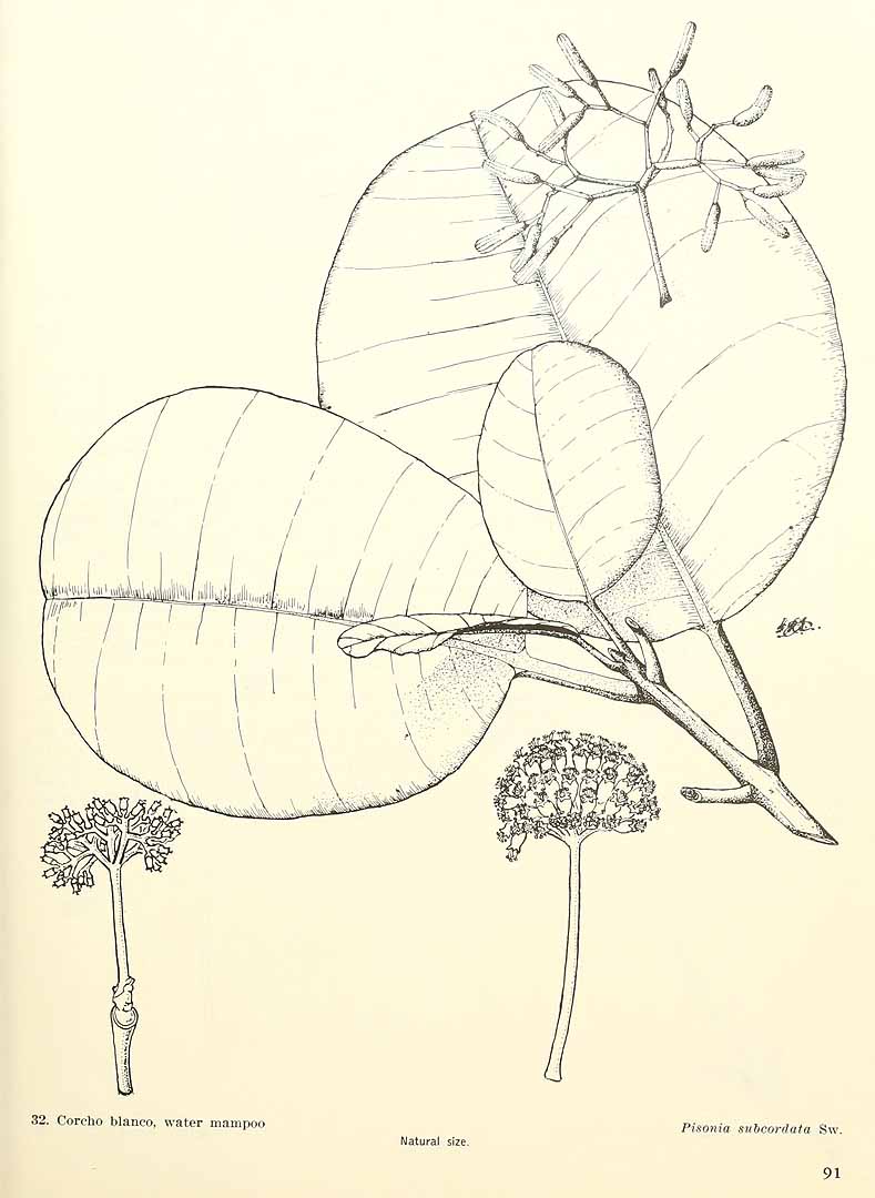 Pisonia subcordata