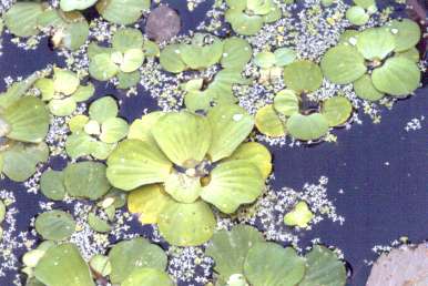 Pistia stratiotes