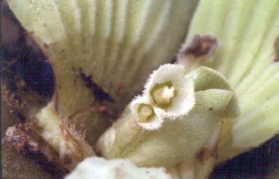 Pistia stratiotes