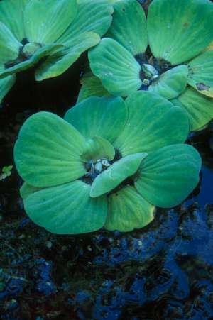 Pistia stratiotes