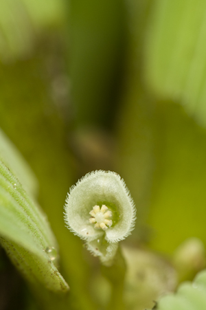 Pistia stratiotes