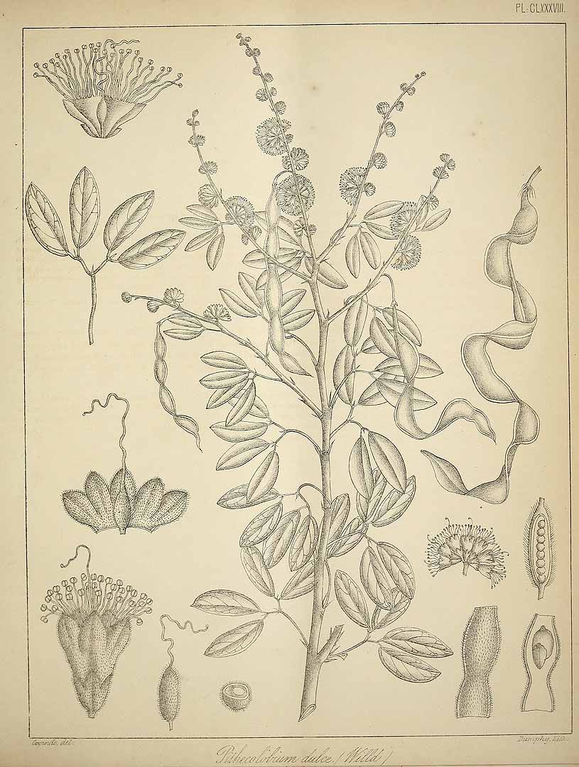 Pithecellobium dulce