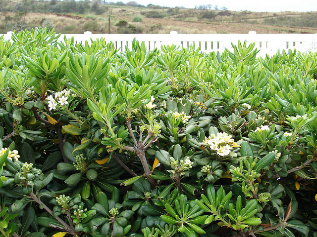 Pittosporum tobira