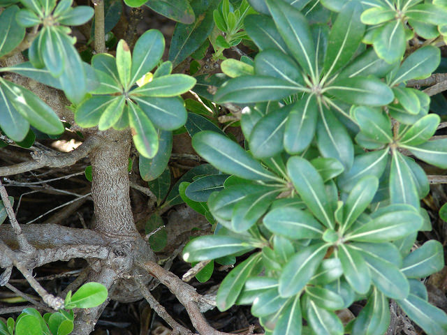 Pittosporum tobira