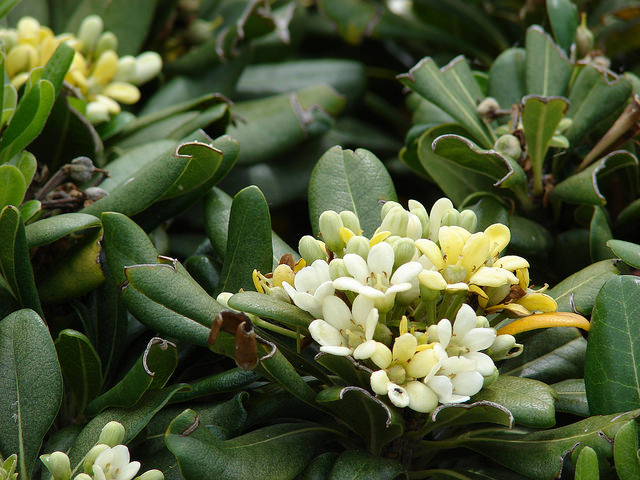 Pittosporum tobira