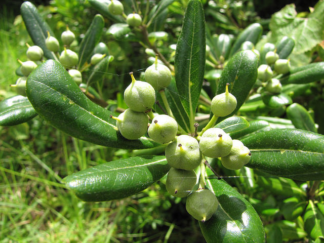 Pittosporum tobira