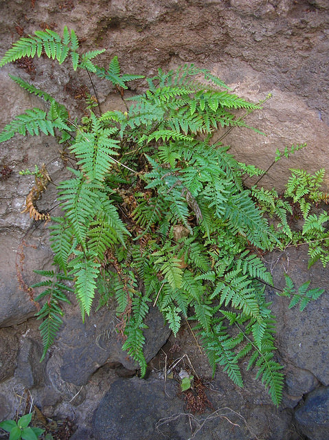 Pityrogramma austroamericana