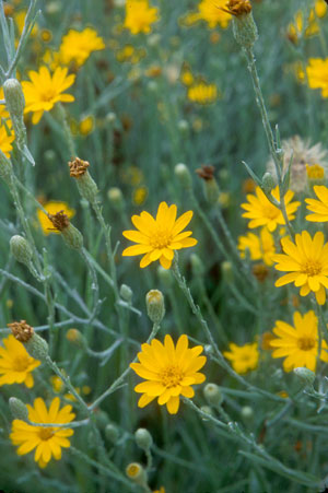 Pityopsis graminifolia