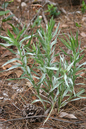 Pityopsis graminifolia