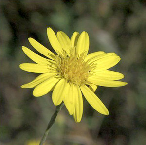 Pityopsis graminifolia