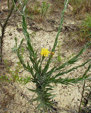 Pityopsis graminifolia