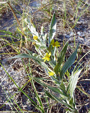 Pityopsis graminifolia