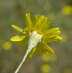 Pityopsis graminifolia